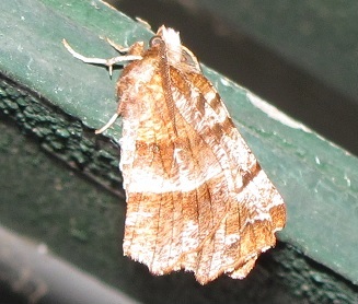 Selenia dentaria, Geometridae